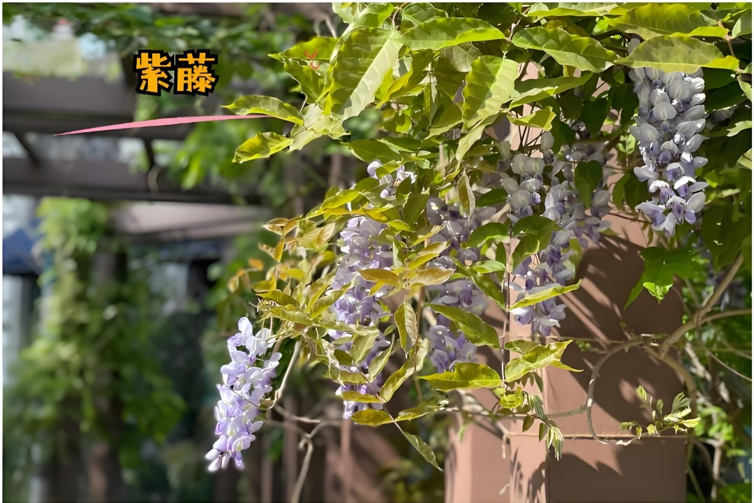 IMG_202506177794_1080x720.jpg